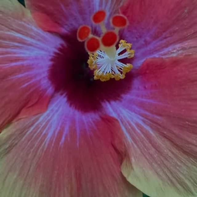 Close up of a pink hibiscus flower in full bloom